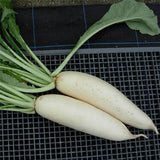 Terra Nova Radish - Everest Hybrid