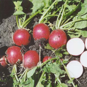 Terra Nova Radish - Red Brigade Hybrid