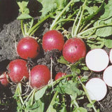 Terra Nova Radish - Red Brigade Hybrid