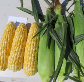 Terra Nova Sweetcorn Springfield Plus F1