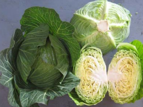 Terra Nova Cabbage Pacific Green F1 Hybrid