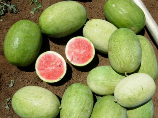 Terra Nova Watermelon Glory Jumbo