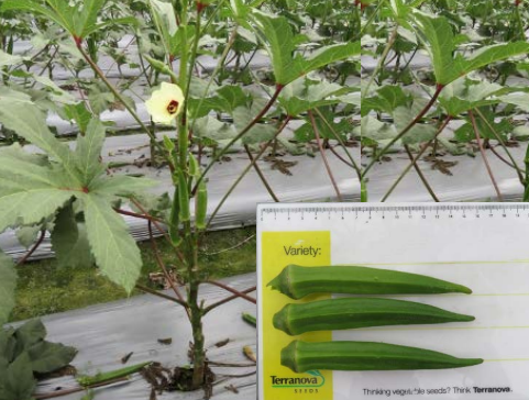 Terra Nova Okra Joy