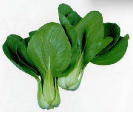 Terra Nova Pak  Choy Green OP