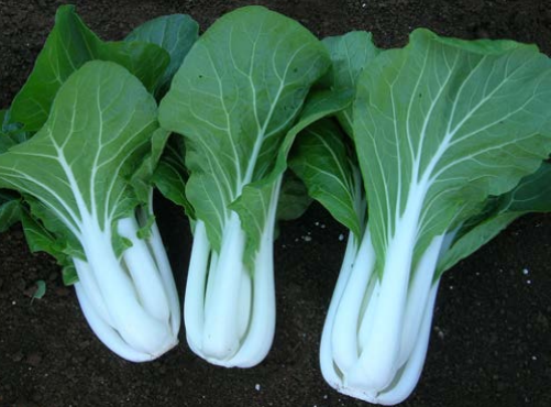 Terra Nova Pak Choy White OP