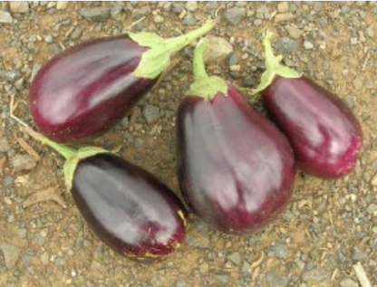 Terra Nova Egg Plant Black Beauty