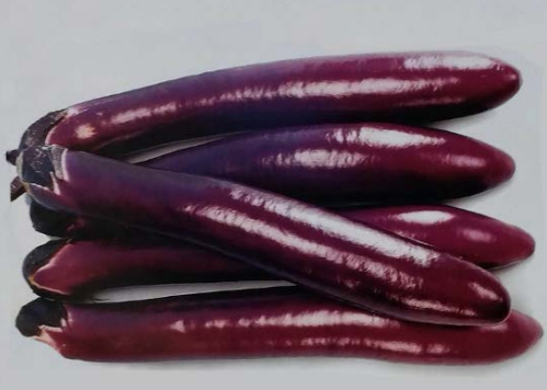 Terra Nova Egg Plant Fond May F1