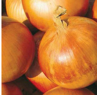 Terra Nova Onion - Gladalan Brown