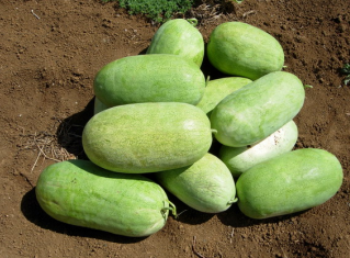 Watermelon - Candy Red