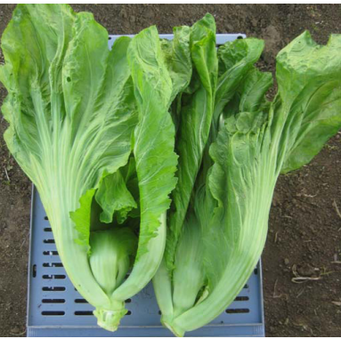 Terranova Mustard Bau Sin