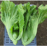 Terranova Mustard Bau Sin