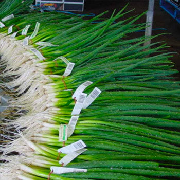 Terra Nova Onion - Spring Zeffa