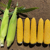 Sweetcorn - Madison Gold Hybrid