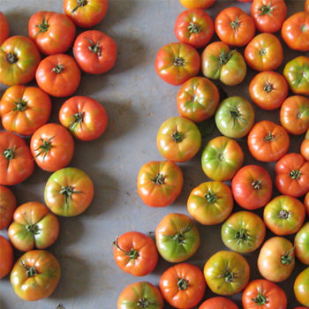 Terra Nova Tomato - Heatmaster Hybrid