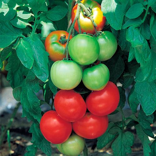 Terra Nova Tomato - Tropic Boy