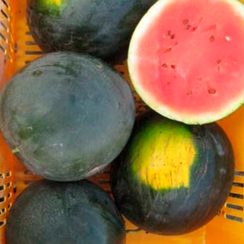 Tera Nova Watermelon - Sugar Baby