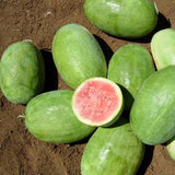 Terra Nova Watermelon - Charleston 805 Hybrid