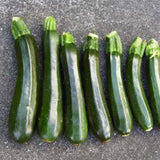 Terra Nova Zucchini - Black Mamba Hybrid