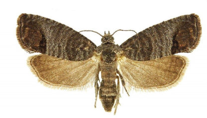 Codling Moth Pheromone Trap