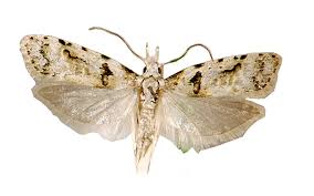 Guava Moth Trap Refill