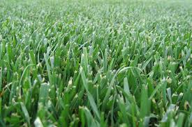 Flame - Elite Tall Fescue