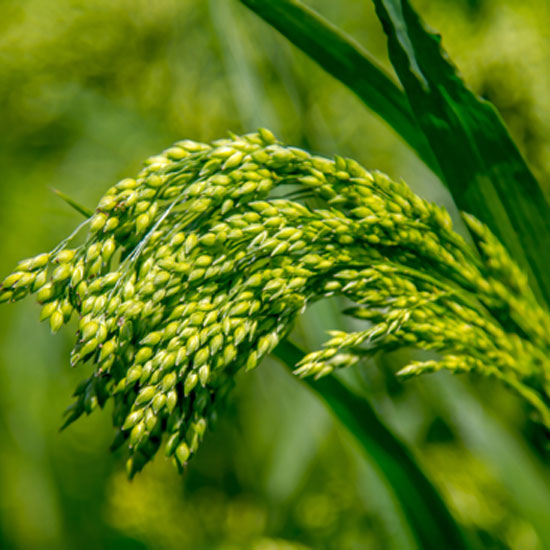 Green Millet