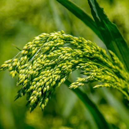 Green Millet