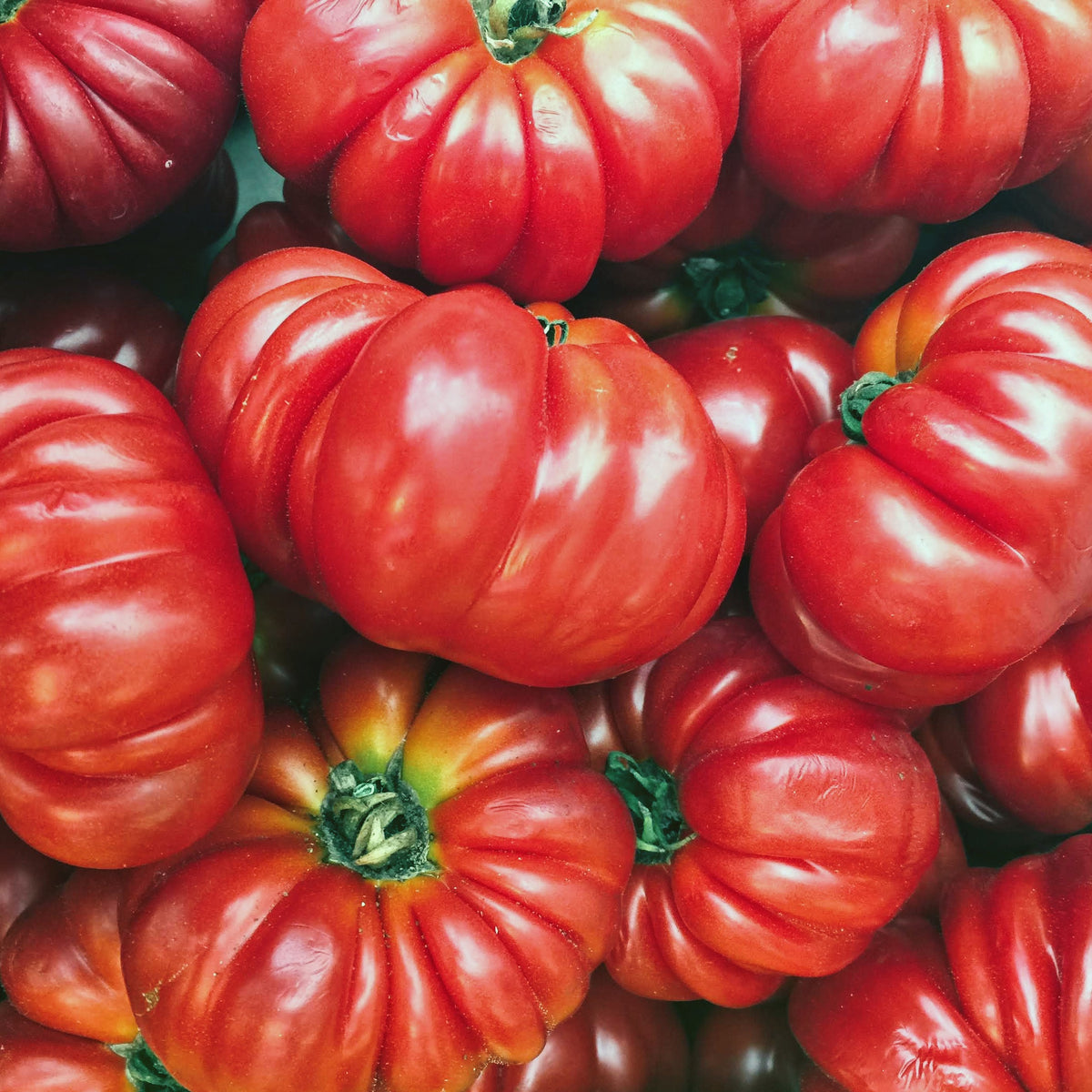 Tomato Oxheart (Beefsteak)