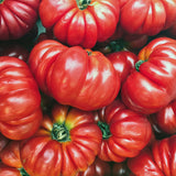 Tomato Oxheart (Beefsteak)